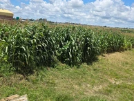 Commercial & Industrial Land