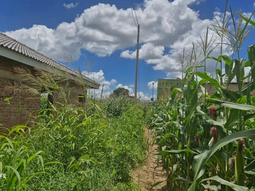 Stands & Residential Land